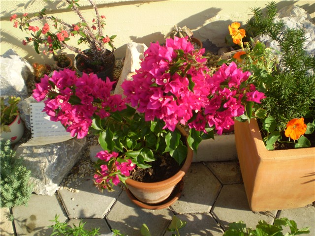bugenvilea